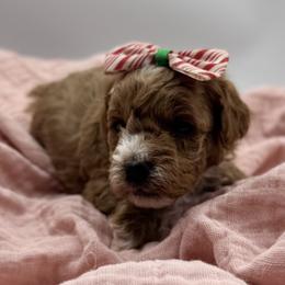 Kira - Red female Havapoo puppy in Loveland, Colorado from Littledoodles2love