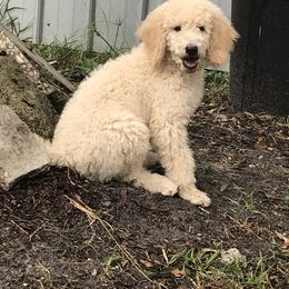 Poodle Puppies from Southern Standards