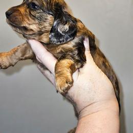 Girl 3 - Dapple female Dachshund puppy in Lansing, Michigan from Black Thunder 517 Cane Corso and Dachshunds