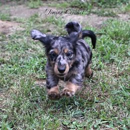 Dachshund Puppies from Sweetnlow Dachshund