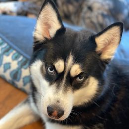 Rey  - Pomsky