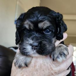 Indy - Black white and tan male Cocker Spaniel puppy in Westminster, South Carolina from Hartwell Cocker Spaniel Kennel