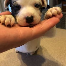 Australian Cattle Dog Puppies from Christensen Heelers