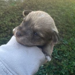 Fleur - Wheaten female Miniature Schnauzer puppy in West Point, Nebraska from Canyon Rose Schnauzers
