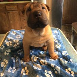 Chinese Shar-Pei Puppies from Bilderbear Shar-Pei