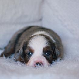 Posie - Blue merle female Miniature American Shepherd puppy in Chocowinity, North Carolina from Foxtail Hollow
