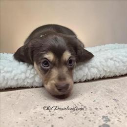 Marcus - Chocolate and cream male Dachshund puppy in Oklahoma City, Oklahoma from OkieDoxieland Dachshunds