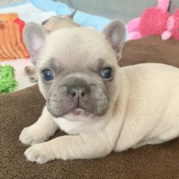 French Bulldog Puppies from Bourbon Country Bullies