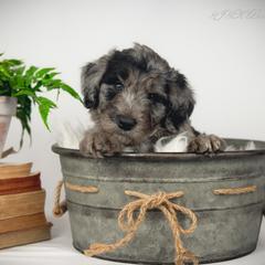 Bordoodle Puppies from 2J 2K Bordoodles