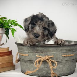 Bordoodle Puppies from 2J 2K Bordoodles