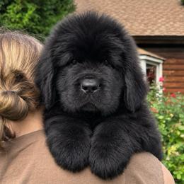 Green Collar - Black male Newfoundland puppy in New York from Johnson Farms