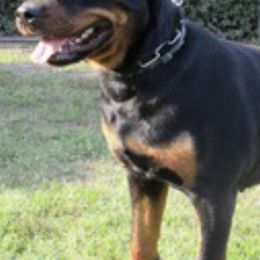 Boerboels and Rottweilers from Schwarzbachtal