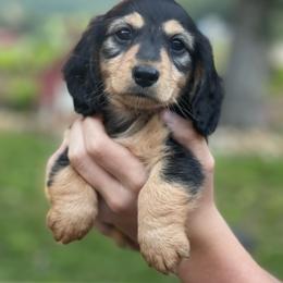 Boy 1 - Black and tan male Dachshund puppy in Hudson, North Carolina from Foothills Precious Paws