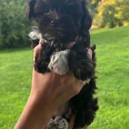 Aurora - Phantom female Bernedoodle puppy in Decatur, Tennessee from Diamond's Doodles
