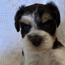 Miniature Schnauzers from Arsement Farms