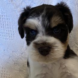 Miniature Schnauzers from Arsement Farms