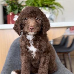 Matilda - Chocolate female Goldendoodle puppy in St George, Utah from Doodle Bears of Southern Utah