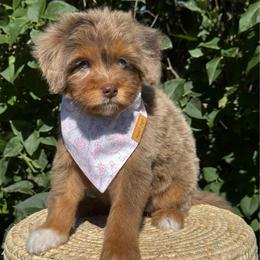 Pink Girl-Phantom Brown Merle - Merle female Goldendoodle puppy in Lowville, New York from DM Hilltop FURfamily
