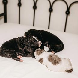Bernedoodle Puppies from Willow Creek Farm
