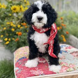Bramble - Bernedoodle