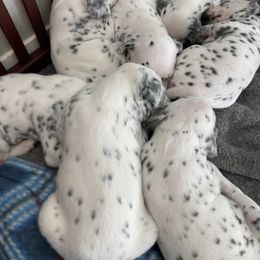 Dalmatian Puppies from Dalmatian Vacation