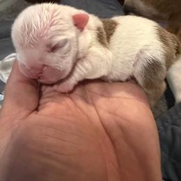 F2 - Fawn and white female Bulldog puppy in Middleburg, Florida from Black Creek English Bulldogs