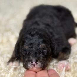 Cannoli - Started Trained Puppy - Tri-color male Bernedoodle puppy in Youngstown, Florida from Wonderland’s Boujie Kennels