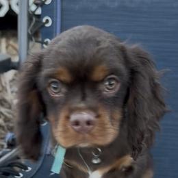 Charlie - Chocolate male Cavalier King Charles Spaniel puppy in Lawton, Oklahoma from Wild Wishes Cavaliers