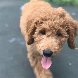 Goldendoodle All Grown Up from Simply Doodles LLC