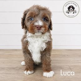 Luca - Tri-color male Bernedoodle puppy in Greenville, Texas from Doodles of Promise