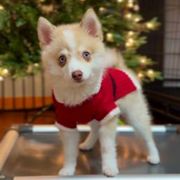 Fritz - Merle male Pomsky puppy in Michigan from Blue Water Pomskies
