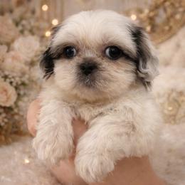 Lady Channel - Liver and white female Shih Tzu puppy in Chattanooga, Tennessee from Joy-Fur Puppies