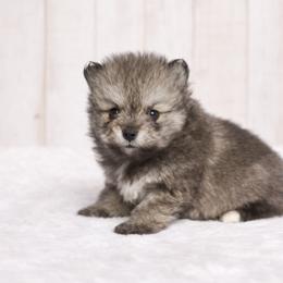 Koda - Wolf sable male Pomsky puppy in Coos Bay, Oregon from Ocean View Pomskies