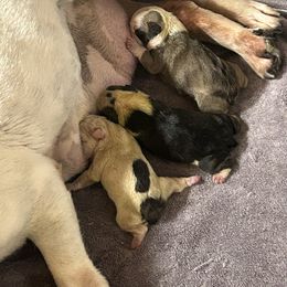 1 - Black tri-color male Bulldog puppy in Hanceville, Alabama from Pitts Kennel