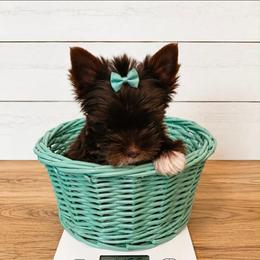 Runt dark chocolate - Chocolate, tan and white female Yorkshire Terrier puppy in Milton, Florida from Sassenach Yorkie Kennels