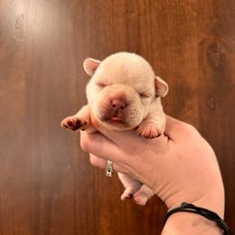 Cream girl 1 - Cream female French Bulldog puppy in Nevis, Minnesota from Faithful Acres French Bulldogs