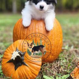Marina - Black and white female American Corgi puppy in Cameron, North Carolina from Butts Family Corgis