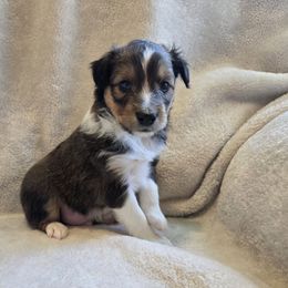 Russet - White and sable male Shetland Sheepdog puppy in Middleburg, Pennsylvania from Willow Tree Berners