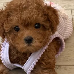 Poodles from TTpoodle