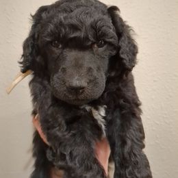 Oak (boy) - White Collar - Black male Poodle puppy in Tullahoma, Tennessee from Peaceful Valley Poodles
