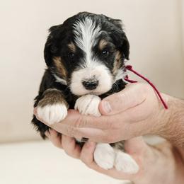 Hermes - Purple Collar Male - Tri-color male Bernedoodle puppy in Kamas, Utah from A + E Farms