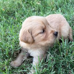 Saquaro - Dark golden male Golden Retriever puppy in Mesa, Arizona from Grand Canyon Goldens