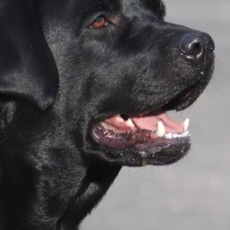 Labrador Retrievers from Pineview Meadow Labradors