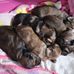 Dachshund Puppies from Just home