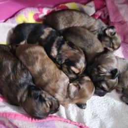 Dachshund Puppies from Just home