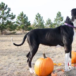 Amorha - Great Dane
