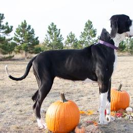 Amorha - Great Dane