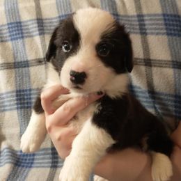 Cardigan Welsh Corgis from Lunaphia Kennels