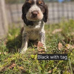 BLACK (with tag) - Liver white and tan male English Springer Spaniel puppy in Jesup, Georgia from 31 Pines Kennels
