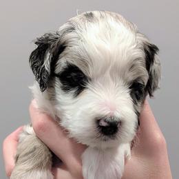 Girl 2 - female Aussiedoodle puppy in New Durham, New Hampshire from Ridgeview Aussiedoodles